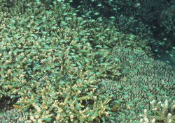 Datacraft Sozaijiten - 035 Corals and Marine Creatures (200xHQ) 2WiFyZYN