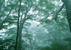 Datacraft Sozaijiten - 134 Forests & Light Falling Through Trees (200xHQ) GQwQQ3H7
