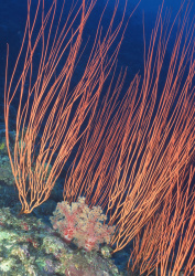 Datacraft Sozaijiten - 035 Corals and Marine Creatures (200xHQ) Hf0FNwuV