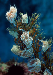 Datacraft Sozaijiten - 035 Corals and Marine Creatures (200xHQ) LkXs7doH