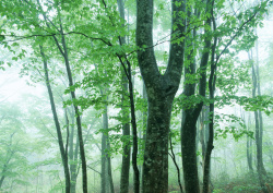 Datacraft Sozaijiten - 134 Forests & Light Falling Through Trees (200xHQ) QnaKZI83