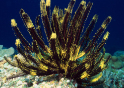 Datacraft Sozaijiten - 035 Corals and Marine Creatures (200xHQ) S7f15KTV