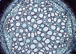 Datacraft Sozaijiten - 058 Microworld-Cells and Crystals (200xHQ) TnP17UZX