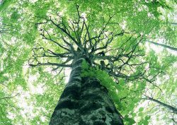 Datacraft Sozaijiten - 134 Forests & Light Falling Through Trees (200xHQ) UCANUhbQ