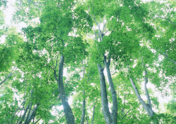 Datacraft Sozaijiten - 134 Forests & Light Falling Through Trees (200xHQ) YdAaStXe
