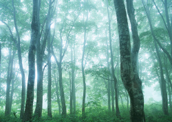 Datacraft Sozaijiten - 134 Forests & Light Falling Through Trees (200xHQ) YklYhOKw