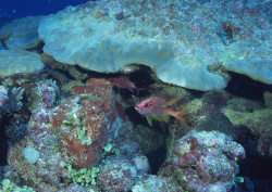 Datacraft Sozaijiten - 035 Corals and Marine Creatures (200xHQ) Ci9PBHDv