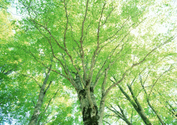 Datacraft Sozaijiten - 134 Forests & Light Falling Through Trees (200xHQ) EM4XCrwB
