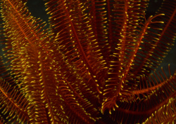 Datacraft Sozaijiten - 035 Corals and Marine Creatures (200xHQ) Imvs8fpJ