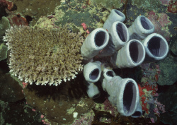 Datacraft Sozaijiten - 035 Corals and Marine Creatures (200xHQ) KqtgRrRR