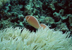 Datacraft Sozaijiten - 035 Corals and Marine Creatures (200xHQ) P92UQtRD