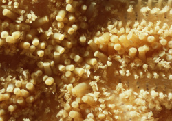 Datacraft Sozaijiten - 035 Corals and Marine Creatures (200xHQ) QXjSp7WP