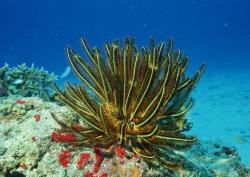 Datacraft Sozaijiten - 035 Corals and Marine Creatures (200xHQ) Sf9Gyg1L