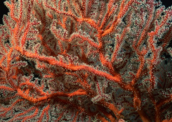 Datacraft Sozaijiten - 035 Corals and Marine Creatures (200xHQ) WWUrxBWO